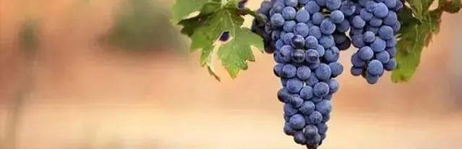 Red Wine Grapes Guide